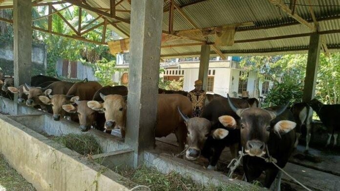Syarkawi memastikan hewan kurban dari kandang peternak tetap aman.