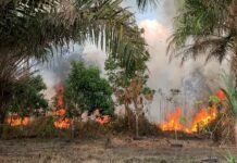 BMKG Deteksi 30 Titik Panas di Bengkulu, Mukomuko dan Bengkulu Utara Tertinggi
