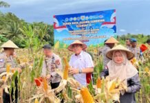 Panen Raya Jagung Serentak, Bengkulu Perkuat Ketahanan Pangan Nasional