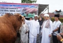 Bantuan Sapi Kurban Presiden Diserahkan di Bengkulu
