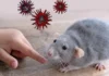 Bengkulu Perkuat Antisipasi Penyebaran Hantavirus