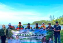Peringati Hari Mangrove Sedunia, Pemkab Seluma Tanam Bibit Mangrove di Pesisir Kungkai Baru