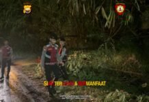 Personel Piket Pos Shelter Pantai Panjang Sigap Evakuasi Pohon Tumbang di Belakang Hotel Grage