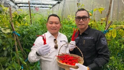 Bupati Kepahiang Panen Perdana Cabai Keriting Hasil Smart Farming